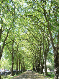 Plane trees in Middle Temple Gardens