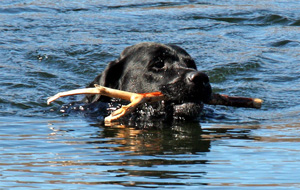 Saxon swims with stick