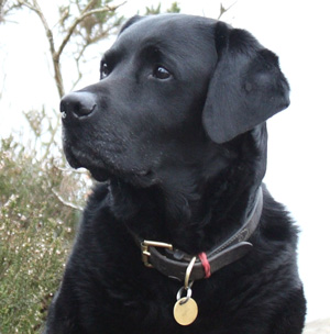 Labrador Saxon