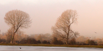 Port Meadow Trees in Winter