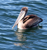 Pelican