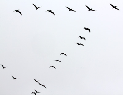 A formation of Pelicans at Point Reyes