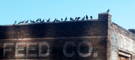 Pigeons at Feed Co